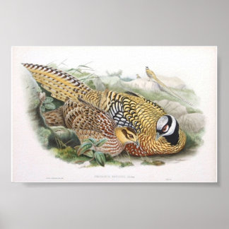 Gould - Reeve Fasant-Portfolio Poster