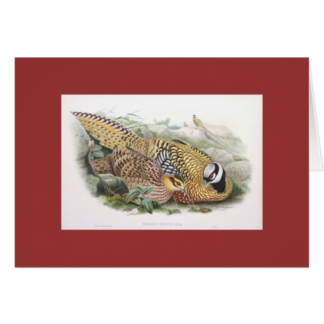 Gould - Reeve Pheasant (Vorderseite (Horizontal))