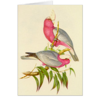 Gould - Rose-Breasted Cockatoo