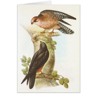 Gould - Rot-Füßiger Falke - Falco vespertinus