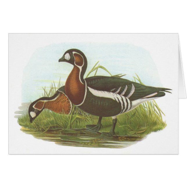 Gould - rotbrüstige Gans - Branta ruficollis (Vorderseite (Horizontal))
