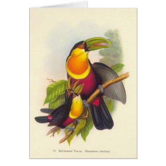 Gould - rotbrüstiges Toucan