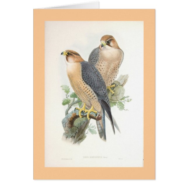 Gould - Roter-Naped Falke (Vorne)