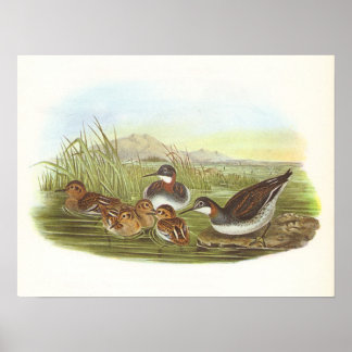 Gould - Roter Necked Phalarope - Phalaropus lobatu Poster