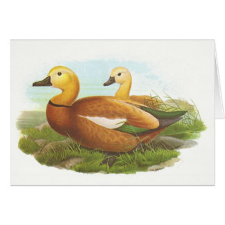 Gould - rötliches Shelduck - Cascara ferruginea