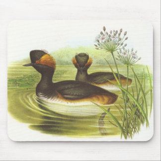 Gould - Schwarz-Necked GrebePodiceps nigricollis Mousepad