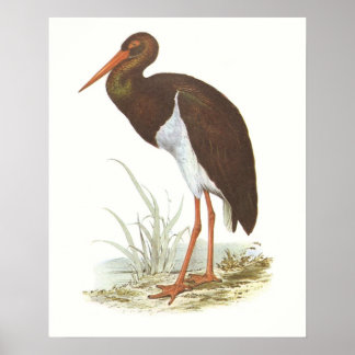 Gould - Schwarzer Stork - Cliconia nigra Poster