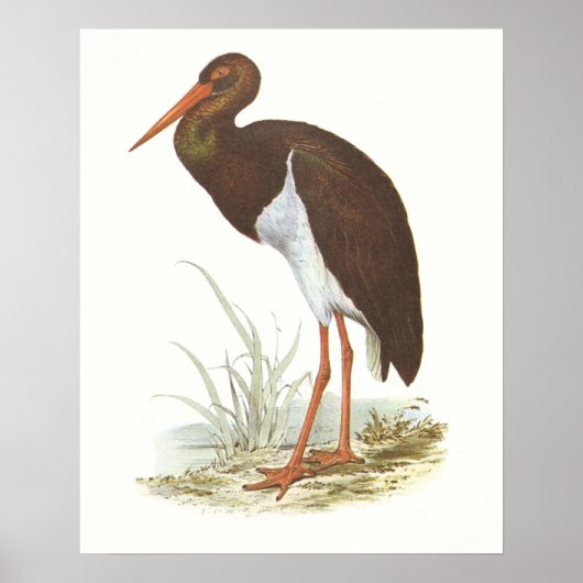 Gould - Schwarzer Stork - Cliconia nigra Poster (Vorne)