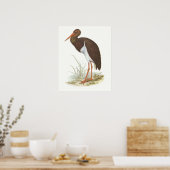Gould - Schwarzer Stork - Cliconia nigra Poster (Küche)