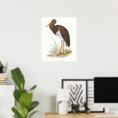 Gould - Schwarzer Stork - Cliconia nigra Poster (Heimbüro)