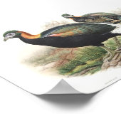 Gould - Sklaters monaul Fasant Portfolio Poster (Ecke)