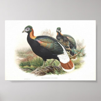 Gould - Sklaters monaul Fasant Portfolio Poster