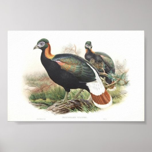 Gould - Sklaters monaul Fasant Portfolio Poster (Vorne)