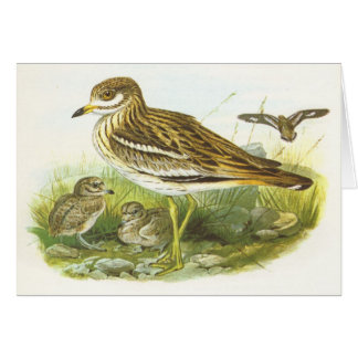 Gould - Steingroßer brachvogel - Burhinus