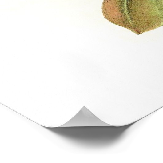 Gould Sunbird Birds Poster (Ecke)