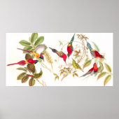 Gould Sunbird Birds Poster (Vorne)