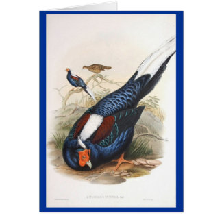 Gould - Swinhows Fireback-Fasan