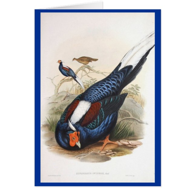 Gould - Swinhows Fireback-Fasan (Vorne)