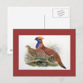 Gould - Temmincks Horned Pheasant Postkarte (Vorne/Hinten)
