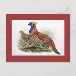 Gould - Temmincks Horned Pheasant Postkarte