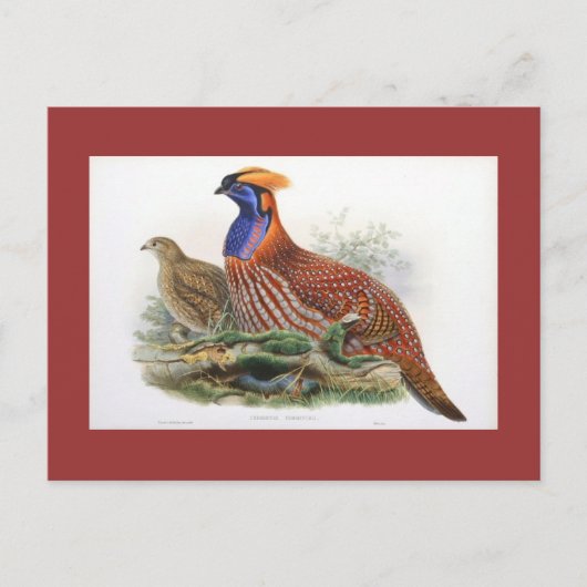 Gould - Temmincks Horned Pheasant Postkarte (Vorderseite)