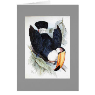 Gould - Toco Toucan
