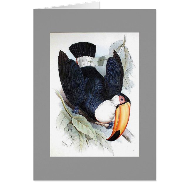 Gould - Toco Toucan (Vorne)