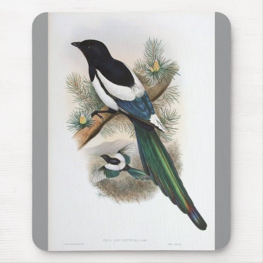 Gould - Weiß-Winged Elster Mousepad (Vorne)