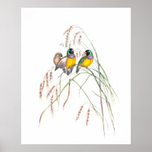 Gouldian Finch Bird Vintage Illustrationen