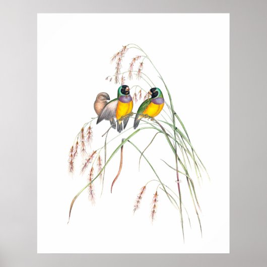 Gouldian Finch Bird Vintage Illustrationen Poster (Vorne)