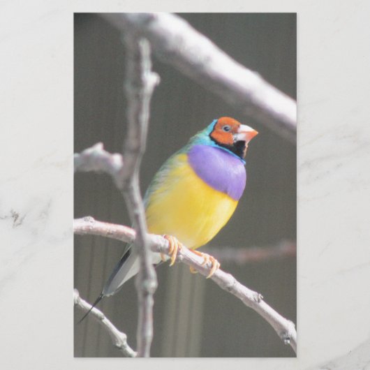 Gouldian finch briefpapier (Vorderseite)