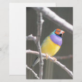 Gouldian finch briefpapier (Vorne/Hinten)