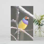 Gouldian finch briefpapier (Stehend Vorderseite)