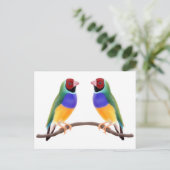 Gouldian Finch Friends Postkarte (Stehend Vorderseite)