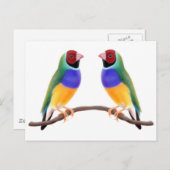 Gouldian Finch Friends Postkarte (Vorne/Hinten)