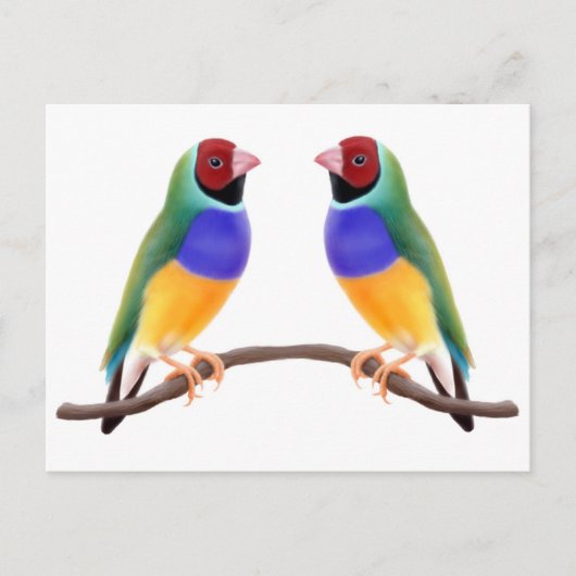 Gouldian Finch Friends Postkarte (Vorderseite)