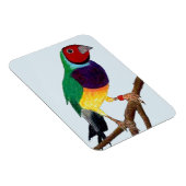 ~ Gouldian Finch ~ Original Art ~ Magnet (Rechte Seite)