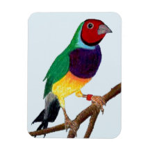 ~ Gouldian Finch ~ Original Art ~