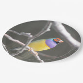 Gouldian Finch Pappteller (Schrägansicht)