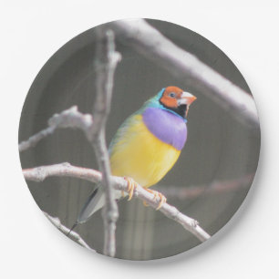 Gouldian Finch Pappteller