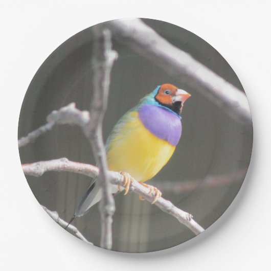 Gouldian Finch Pappteller (Vorderseite)