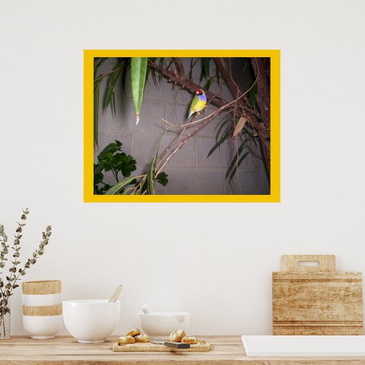 Gouldian Finch Poster (Küche)