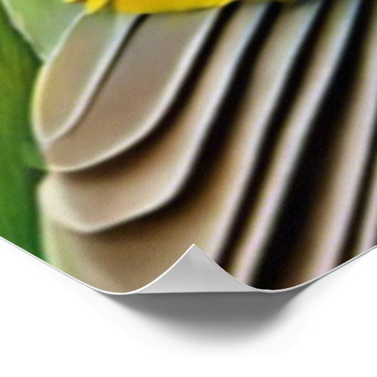 Gouldian Finch Poster (Ecke)