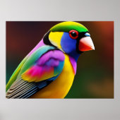 Gouldian Finch Poster (Vorne)