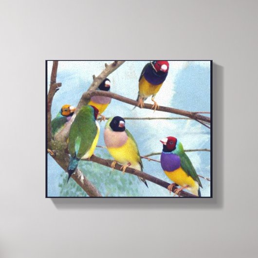 Gouldian Finches Leinwanddruck (Vorderseite)