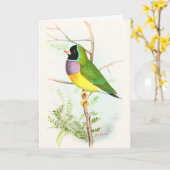 Gouldian Rainbow Finch bedroht Australian Bird Karte (Gelbe Blume)