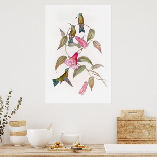 Goulds Hummingbirds Poster (Küche)