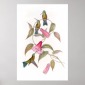 Goulds Hummingbirds Poster (Vorne)