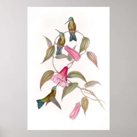 Goulds Hummingbirds Poster (Vorne)