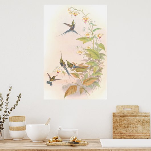 Goulds Hummingbirds Poster (Küche)